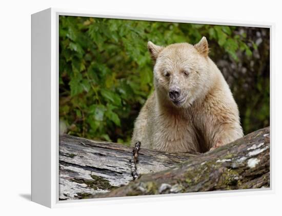 Kermode Spirit Bear, White Morph of Black Bear, Princess Royal Island, British Columbia, Canada-Eric Baccega-Framed Premier Image Canvas
