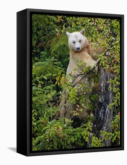 Kermode Spirit Bear, White Morph of Black Bear, Princess Royal Island, British Columbia, Canada-Eric Baccega-Framed Premier Image Canvas