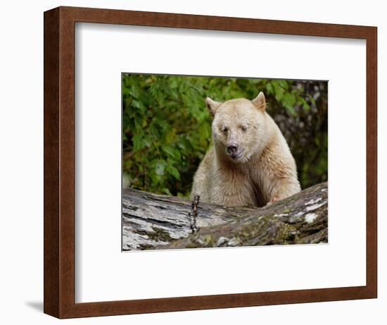 Kermode Spirit Bear, White Morph of Black Bear, Princess Royal Island, British Columbia, Canada-Eric Baccega-Framed Photographic Print