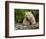 Kermode Spirit Bear, White Morph of Black Bear, Princess Royal Island, British Columbia, Canada-Eric Baccega-Framed Photographic Print