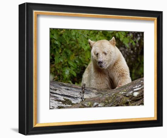 Kermode Spirit Bear, White Morph of Black Bear, Princess Royal Island, British Columbia, Canada-Eric Baccega-Framed Photographic Print