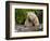 Kermode Spirit Bear, White Morph of Black Bear, Princess Royal Island, British Columbia, Canada-Eric Baccega-Framed Photographic Print