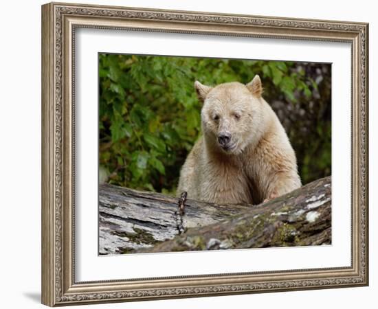 Kermode Spirit Bear, White Morph of Black Bear, Princess Royal Island, British Columbia, Canada-Eric Baccega-Framed Photographic Print