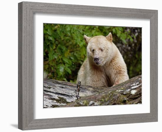 Kermode Spirit Bear, White Morph of Black Bear, Princess Royal Island, British Columbia, Canada-Eric Baccega-Framed Photographic Print