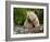 Kermode Spirit Bear, White Morph of Black Bear, Princess Royal Island, British Columbia, Canada-Eric Baccega-Framed Photographic Print