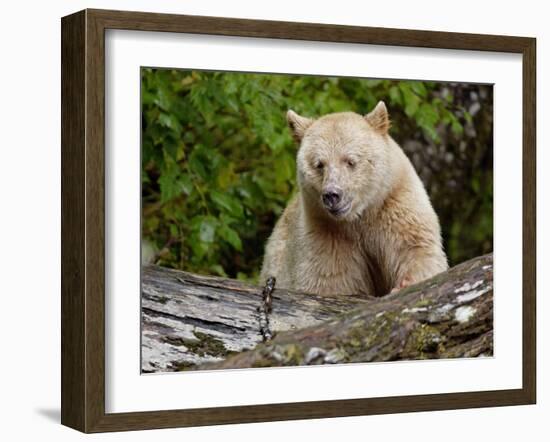 Kermode Spirit Bear, White Morph of Black Bear, Princess Royal Island, British Columbia, Canada-Eric Baccega-Framed Photographic Print