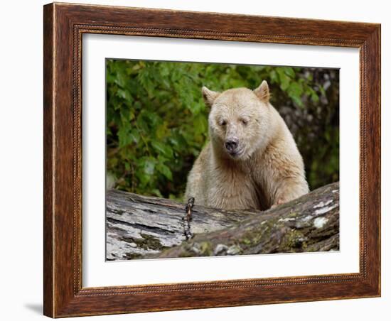 Kermode Spirit Bear, White Morph of Black Bear, Princess Royal Island, British Columbia, Canada-Eric Baccega-Framed Photographic Print