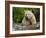 Kermode Spirit Bear, White Morph of Black Bear, Princess Royal Island, British Columbia, Canada-Eric Baccega-Framed Photographic Print