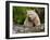 Kermode Spirit Bear, White Morph of Black Bear, Princess Royal Island, British Columbia, Canada-Eric Baccega-Framed Photographic Print