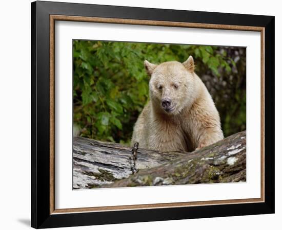 Kermode Spirit Bear, White Morph of Black Bear, Princess Royal Island, British Columbia, Canada-Eric Baccega-Framed Photographic Print