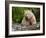 Kermode Spirit Bear, White Morph of Black Bear, Princess Royal Island, British Columbia, Canada-Eric Baccega-Framed Photographic Print