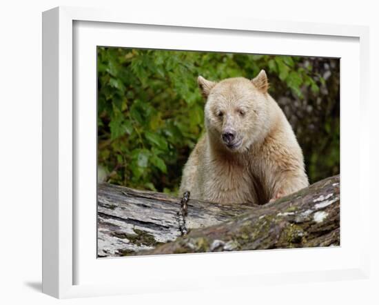 Kermode Spirit Bear, White Morph of Black Bear, Princess Royal Island, British Columbia, Canada-Eric Baccega-Framed Photographic Print