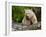 Kermode Spirit Bear, White Morph of Black Bear, Princess Royal Island, British Columbia, Canada-Eric Baccega-Framed Photographic Print