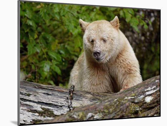 Kermode Spirit Bear, White Morph of Black Bear, Princess Royal Island, British Columbia, Canada-Eric Baccega-Mounted Photographic Print