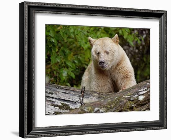 Kermode Spirit Bear, White Morph of Black Bear, Princess Royal Island, British Columbia, Canada-Eric Baccega-Framed Photographic Print