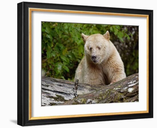 Kermode Spirit Bear, White Morph of Black Bear, Princess Royal Island, British Columbia, Canada-Eric Baccega-Framed Photographic Print