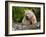 Kermode Spirit Bear, White Morph of Black Bear, Princess Royal Island, British Columbia, Canada-Eric Baccega-Framed Photographic Print