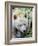 Kermode Spirit Bear, White Morph of Black Bear, Princess Royal Island, British Columbia, Canada-Eric Baccega-Framed Photographic Print