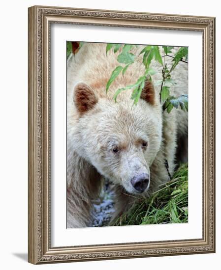 Kermode Spirit Bear, White Morph of Black Bear, Princess Royal Island, British Columbia, Canada-Eric Baccega-Framed Photographic Print