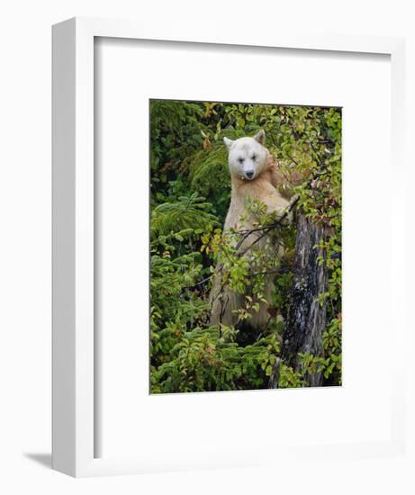 Kermode Spirit Bear, White Morph of Black Bear, Princess Royal Island, British Columbia, Canada-Eric Baccega-Framed Photographic Print