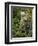 Kermode Spirit Bear, White Morph of Black Bear, Princess Royal Island, British Columbia, Canada-Eric Baccega-Framed Photographic Print