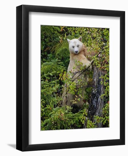 Kermode Spirit Bear, White Morph of Black Bear, Princess Royal Island, British Columbia, Canada-Eric Baccega-Framed Photographic Print