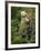 Kermode Spirit Bear, White Morph of Black Bear, Princess Royal Island, British Columbia, Canada-Eric Baccega-Framed Photographic Print