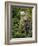 Kermode Spirit Bear, White Morph of Black Bear, Princess Royal Island, British Columbia, Canada-Eric Baccega-Framed Photographic Print