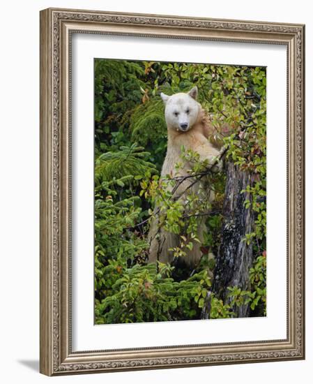 Kermode Spirit Bear, White Morph of Black Bear, Princess Royal Island, British Columbia, Canada-Eric Baccega-Framed Photographic Print