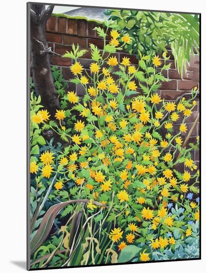 Kerria Japonica-Christopher Ryland-Mounted Giclee Print