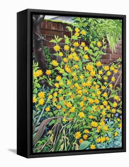 Kerria Japonica-Christopher Ryland-Framed Premier Image Canvas