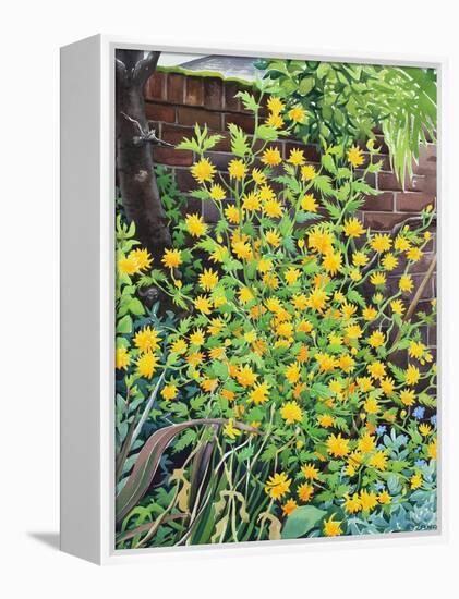 Kerria Japonica-Christopher Ryland-Framed Premier Image Canvas