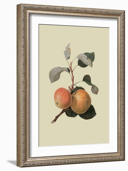 Kerry Pippin - Apple-William Hooker-Framed Art Print