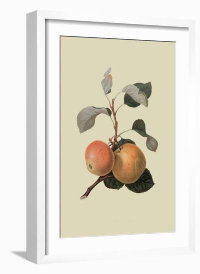 Kerry Pippin - Apple-William Hooker-Framed Art Print