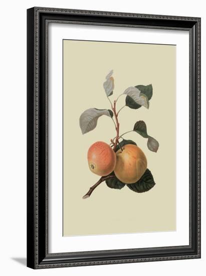 Kerry Pippin - Apple-William Hooker-Framed Art Print