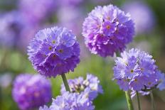 Chives in flower, Lower Saxony, Germany-Kerstin Hinze-Photographic Print