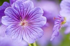 Crocus flowering in Husum Palace Garden, Germany-Kerstin Hinze-Framed Photographic Print