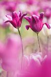 Tulip 'Dolls Minuet', hybrid cultivated, Schwerin, Germany-Kerstin Hinze-Photographic Print