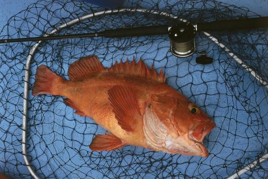 Kescher, Shortraker Rockfish, Sebastes Borealis, Catch-Newly, Fishing Rod'  Photographic Print - Carl-Werner Schmidt-Luchs