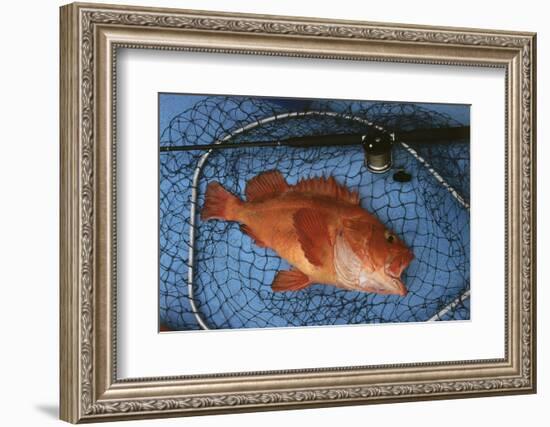 Kescher, Shortraker Rockfish, Sebastes Borealis, Catch-Newly, Fishing Rod-Carl-Werner Schmidt-Luchs-Framed Photographic Print