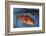 Kescher, Shortraker Rockfish, Sebastes Borealis, Catch-Newly, Fishing Rod-Carl-Werner Schmidt-Luchs-Framed Photographic Print