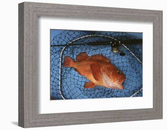 Kescher, Shortraker Rockfish, Sebastes Borealis, Catch-Newly, Fishing Rod-Carl-Werner Schmidt-Luchs-Framed Photographic Print