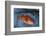 Kescher, Shortraker Rockfish, Sebastes Borealis, Catch-Newly, Fishing Rod-Carl-Werner Schmidt-Luchs-Framed Photographic Print