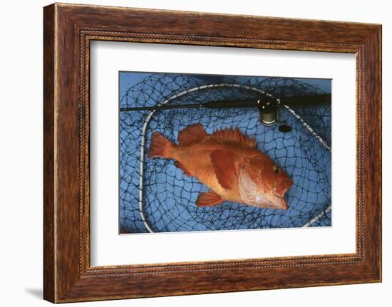 Kescher, Shortraker Rockfish, Sebastes Borealis, Catch-Newly, Fishing Rod-Carl-Werner Schmidt-Luchs-Framed Photographic Print