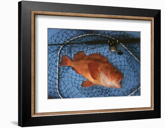 Kescher, Shortraker Rockfish, Sebastes Borealis, Catch-Newly, Fishing Rod-Carl-Werner Schmidt-Luchs-Framed Photographic Print