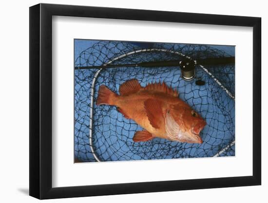 Kescher, Shortraker Rockfish, Sebastes Borealis, Catch-Newly, Fishing Rod-Carl-Werner Schmidt-Luchs-Framed Photographic Print