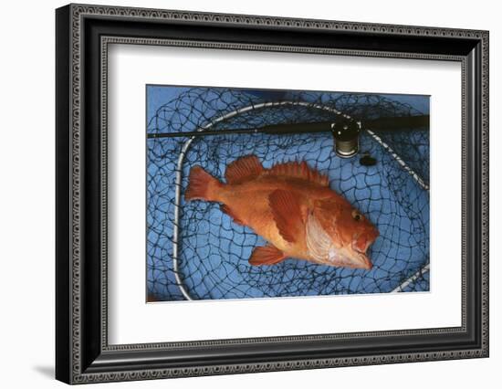 Kescher, Shortraker Rockfish, Sebastes Borealis, Catch-Newly, Fishing Rod-Carl-Werner Schmidt-Luchs-Framed Photographic Print