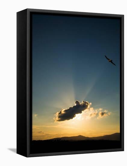 Kestral at Sunset, Comeragh Mountains, County Waterford, Ireland-null-Framed Premier Image Canvas