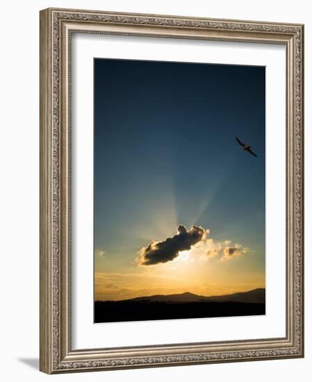 Kestral at Sunset, Comeragh Mountains, County Waterford, Ireland-null-Framed Photographic Print