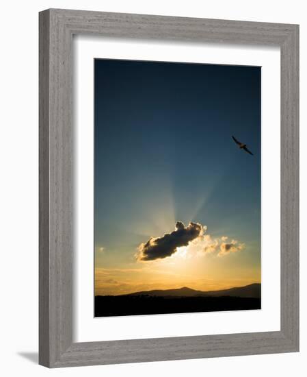 Kestral at Sunset, Comeragh Mountains, County Waterford, Ireland-null-Framed Photographic Print